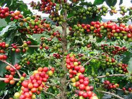 Harga Kopi Anjlok Saat Panen Raya, Petani di Lampung Barat Merugi
