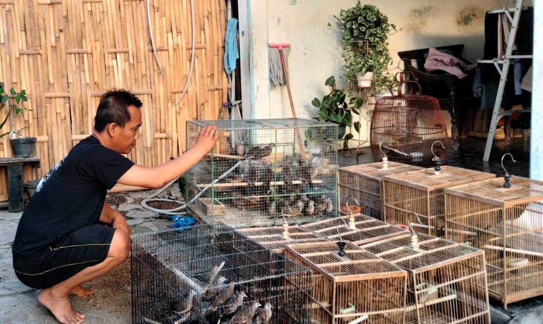 Griya Perkutut: Sentra Budidaya Perkutut yang Tumbuh dari Hobi.