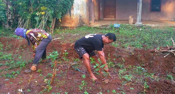 Petani Margo Mulyo Siapkan Lahan Percontohan Ketahanan Pangan Keluarga di Jumapolo