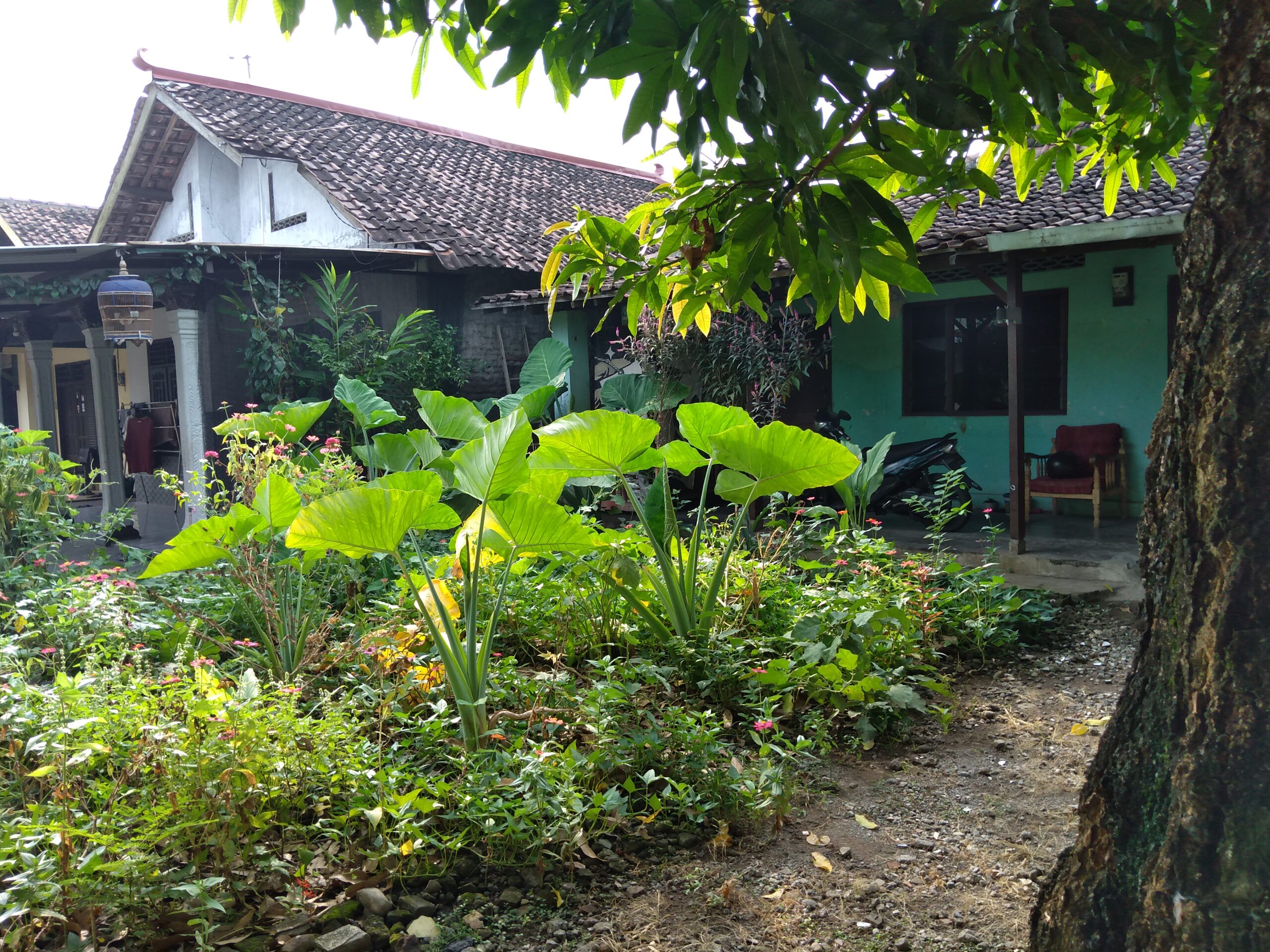 Mengembalikan Budaya Bercocok Tanam dari Pekarangan